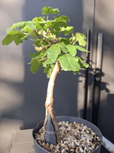 Field maple root over - maple,