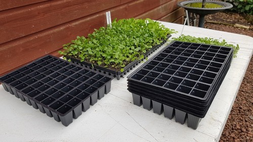Plant plug trays - ,