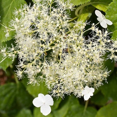 Climbing hydrangea petiolaris - hydrangea,