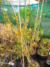 4.5ft (inc. pot) large Forsythia Goldrush  10litre