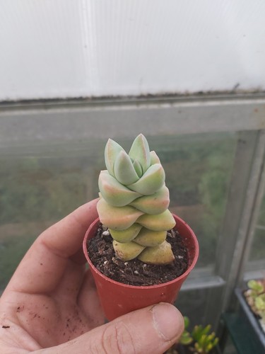 Crassula moonglow succulent - crassula,