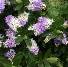 Hebe plug plants lilac blue to