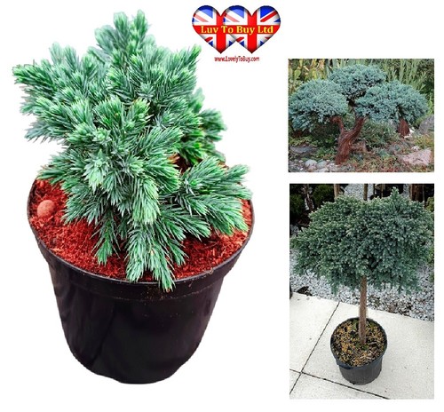 Pack juniperus blue - pack, 2