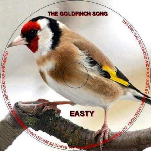 Pure english goldfinch song - pure,