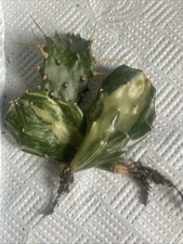 Opuntia Jamaicensis  Rare Prickly Pear Cactus - Rooted Cutting