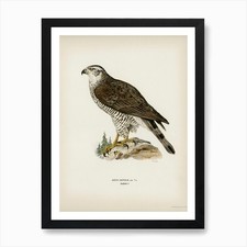 Goshawk Female (Accipiter