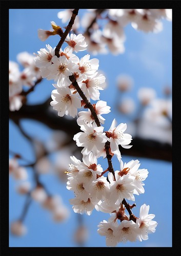 Vibrant cherry blossom framed - vibrant,
