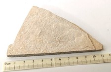 Brittlestar, Fossil Star fish