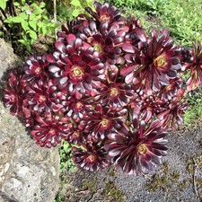 Aeonium Areboreum Atropureum