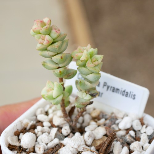 Crassula rupestris tom thumb - crassula,