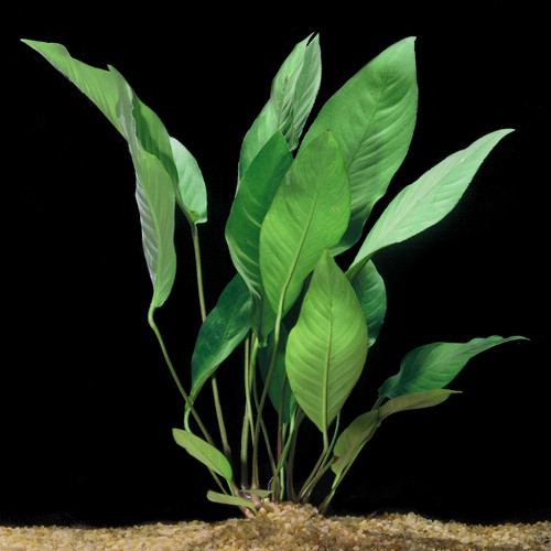 Anubias heterophylla large - anubias,