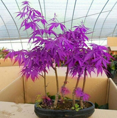 Purple japanese ghost maple - purple,