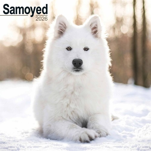 Samoyed calendar 2026 wall - calendar, 2026,