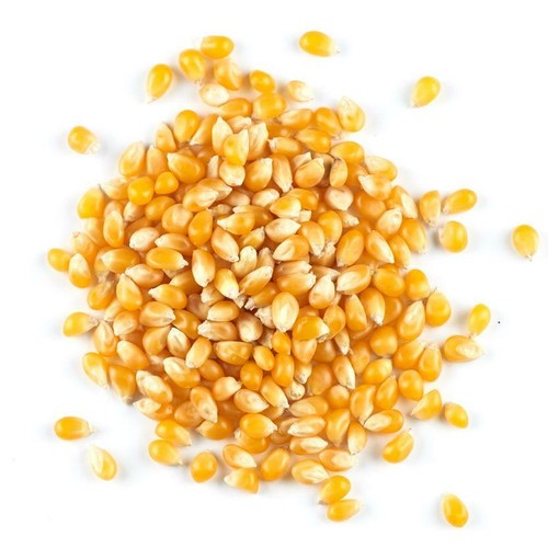 Popping corn popcorn - corn,