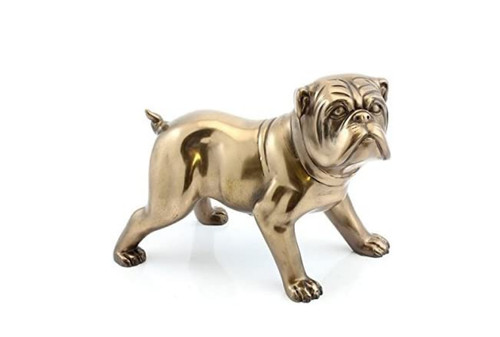 English bulldog cold - bulldog,