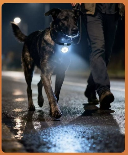 Dog collar led light - led,