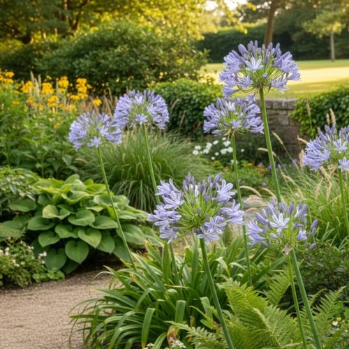 Agapanthus donau pale blue - 6,