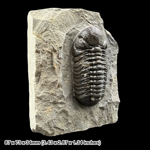Phacops trilobite fossil - trilobite, a