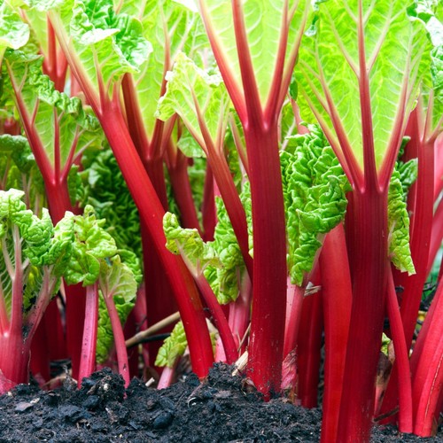 Rhubarb crowns champagne - x,