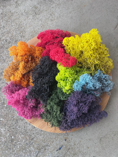 Norwegian reindeer moss - reindeer,
