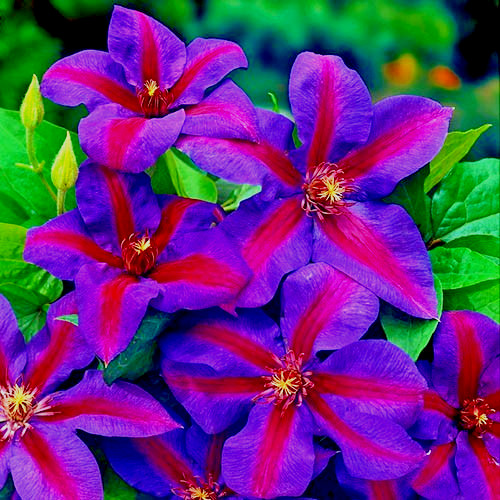 Clematis mrs thompson - mrs, n