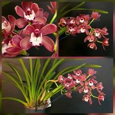 Cymbidium "Fido". 14cm Pot