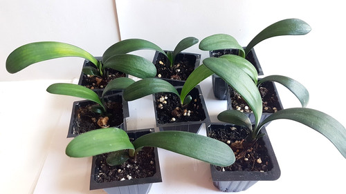 Clivia miniata orange - clivia, orange,