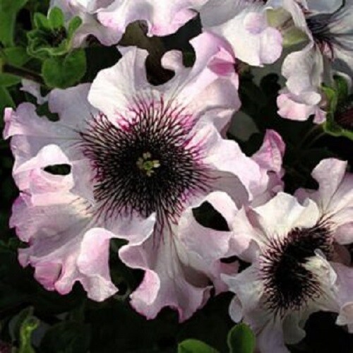 Ruffle pink white petunia - 50,