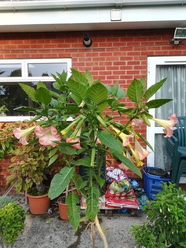 Angels trumpet brugmansia - trumpet,