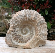 Large Fossil Ammonite