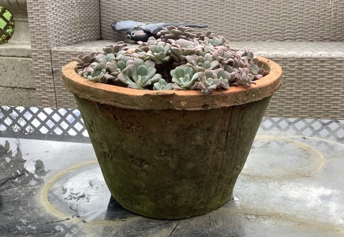 Small rustic terracotta - small, plant