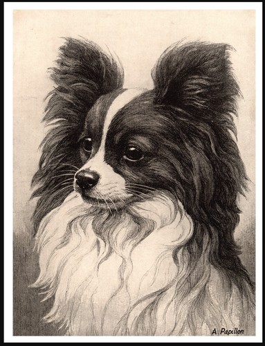 Papillon dog head study - dog,