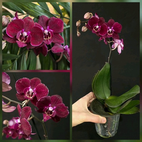 Phalaenopsis anthura - phalaenopsis, "anthura