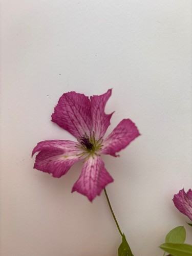 Clematis happy viticella - i,