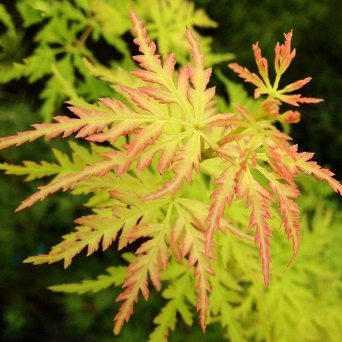 Acer palmatum seiryu - palmatum, 'seiryu'
