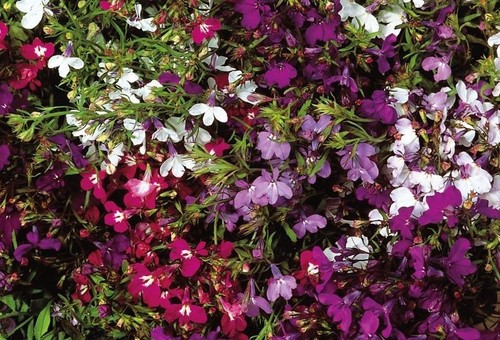 Lobelia - (string, pearls)