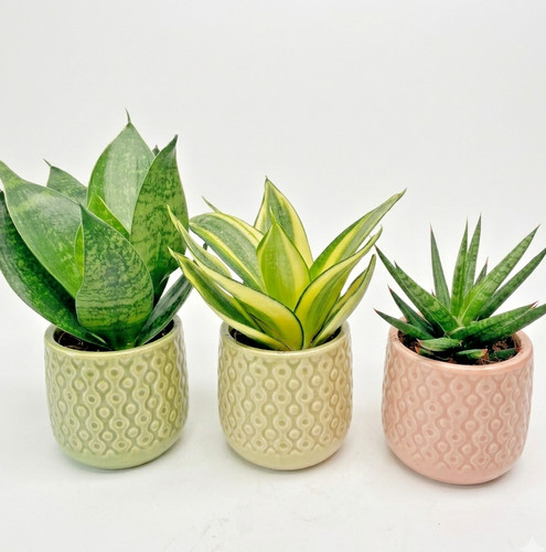 Sansevieria snake plant - plant, set