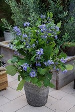 Clematis New Love  in 9cm pot