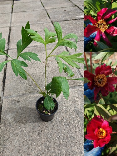 Paeonia delavayi red flower - paeonia,