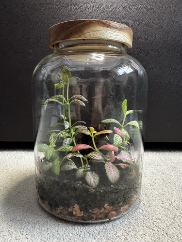 Live terrarium homemade - terrarium,