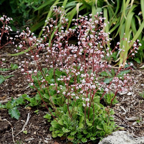 Saxifraga london pride - saxifraga, “london