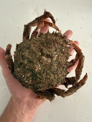 Spider peeler crab - 10,