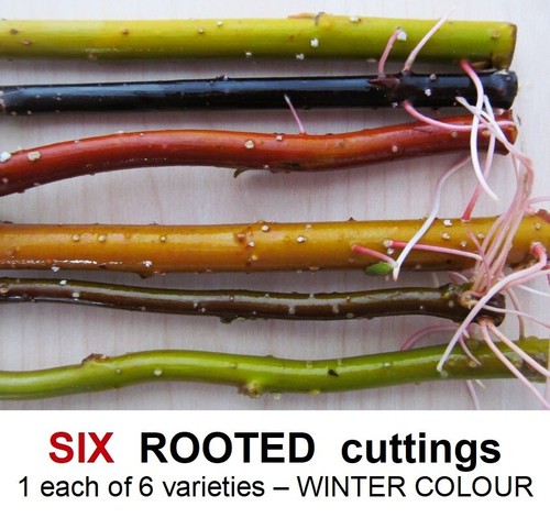 Willow tree rooted cuttings - willow,