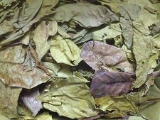 1 kg sea sand tree leaves, broken leaves - Catappa leaves ketapang