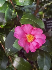 Camellia sasanqua 'Cleopatra' 4-5L Autumn flowering Camellia