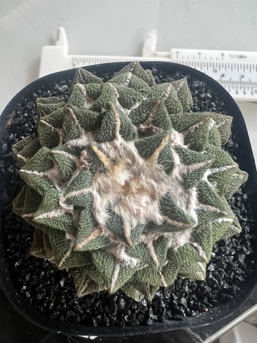 1pc 5cm ownroot - ownroot, ariocarpus