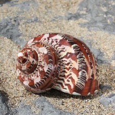 Tapestry Seashell | 6-7 cm | Turbo Petholatus | Beach Shell