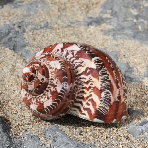 Tapestry seashell cm - seashell, 6-7