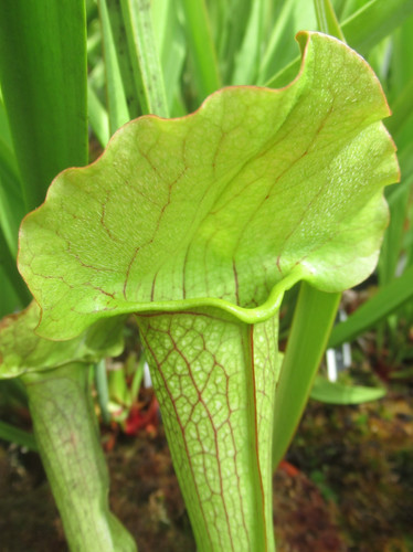 Sarracenia toad - sarracenia, x