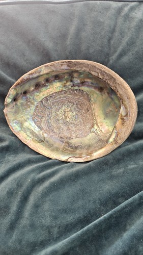 Vintage natural green abalone - green,